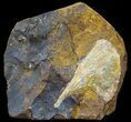 Fossil Ginkgo Leaf From North Dakota - Paleocene #58986-1